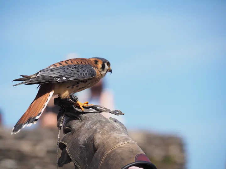 Birds of prey show at Chateau de La Roche-en-Ardenne (Belgium)